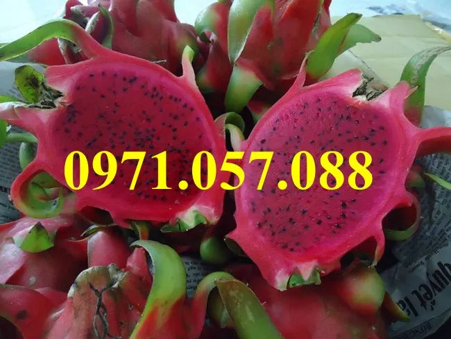 thanh long ruột đỏ 2_result.webp