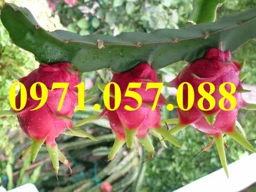 thanh long ruột đỏ 4_result.webp