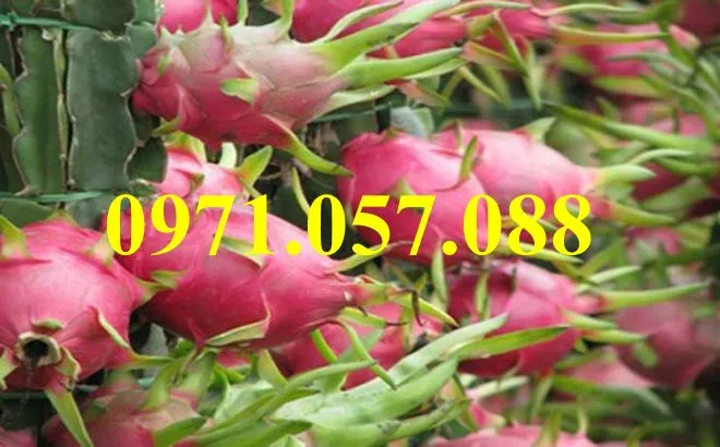 thanh long ruột đỏ 5_result.webp