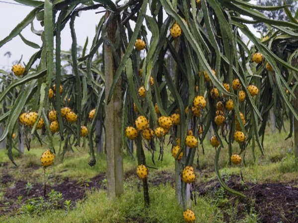 thanh long vo vang.webp