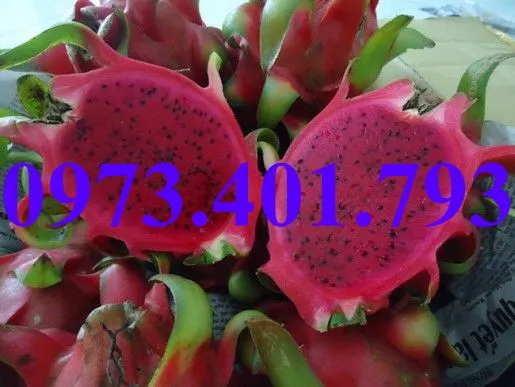 thanh long1_result.webp