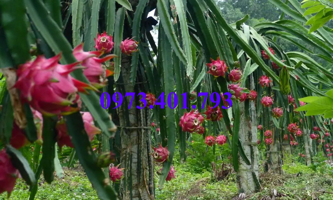 thanh long3_result.webp