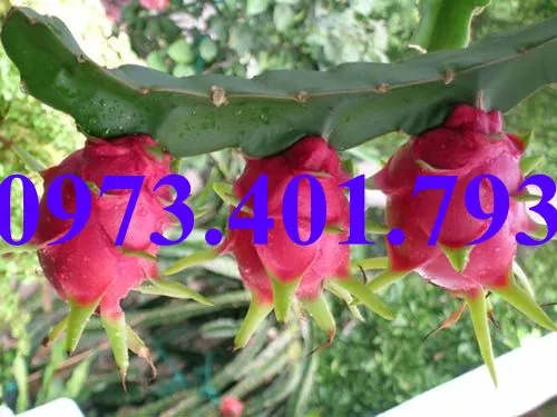 thanh long5_result.webp