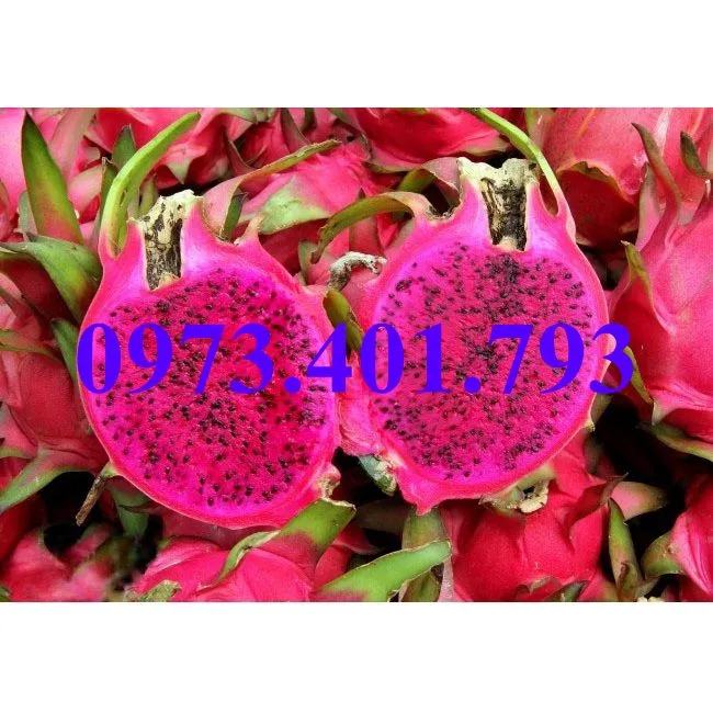 thanh long6_result.webp