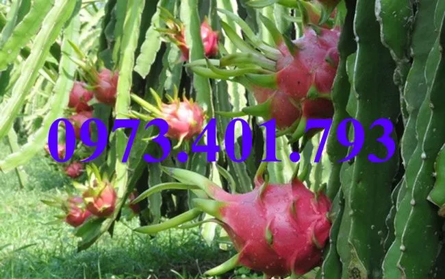 thanh long7_result.webp