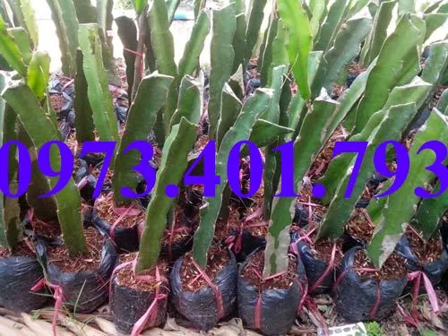 thanh long8_result.webp