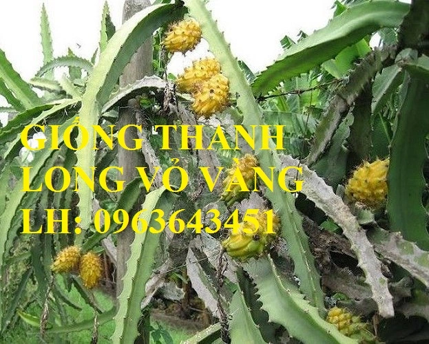 Thanh_long_vang_4_BGCG.webp