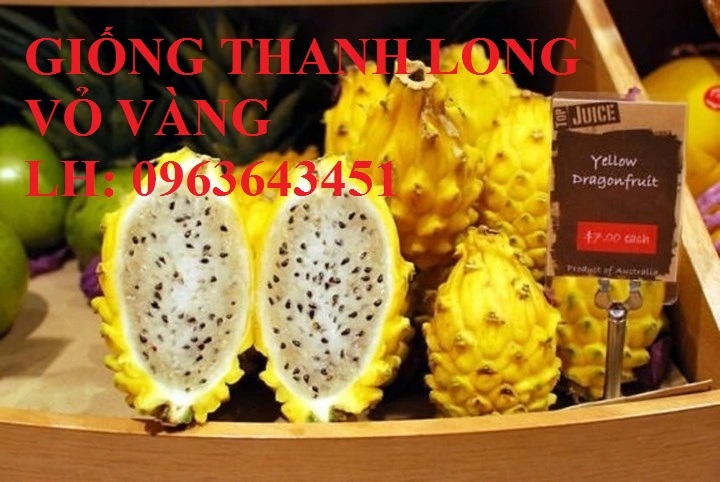 Thanh_long_vang_7_TAEH.webp
