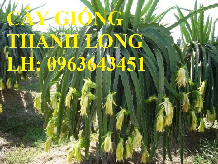 thanhlong.webp