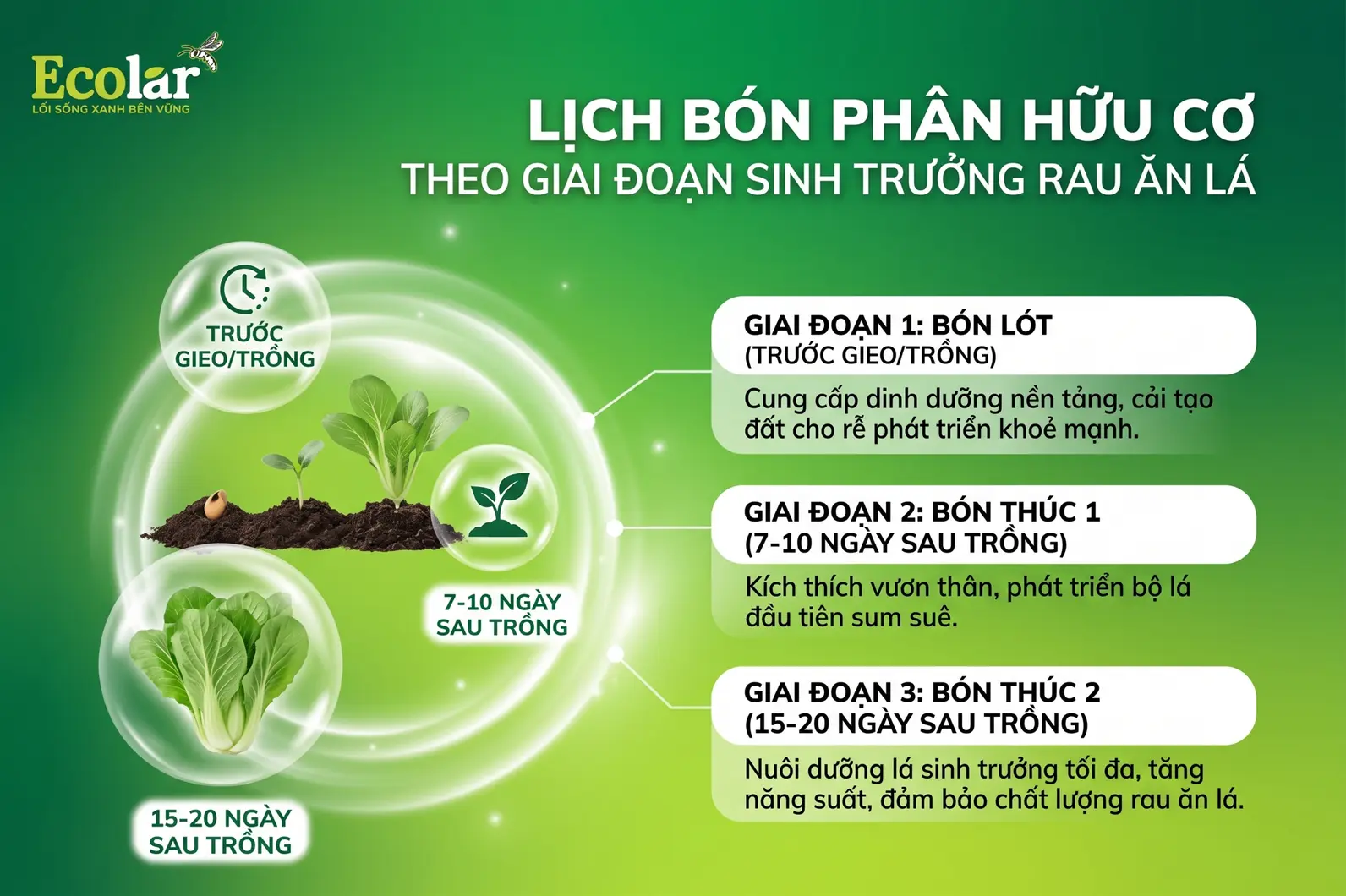 -theo-giai-doan-sinh-truong-rau-an-la_f178d8cfff2b4cc291b5baa84484b806.webp