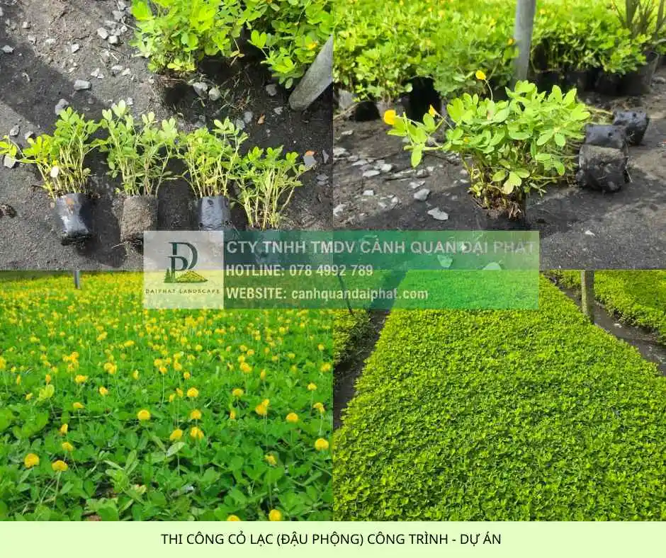 thi công cỏ công trình dự án 2.webp