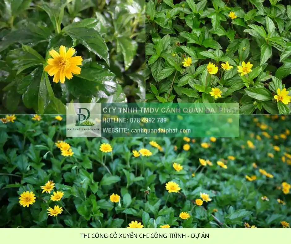 thi công cỏ công trình dự án 6.webp