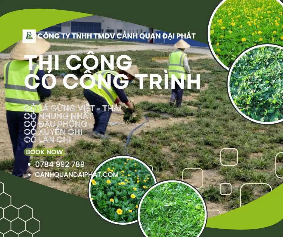 thi công cỏ công trình nhà máy nhà xưởng Đồng Nai 1.webp