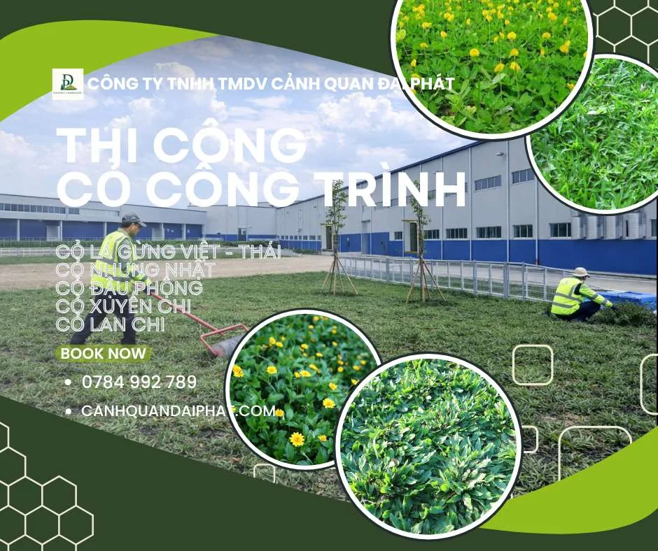 thi công cỏ công trình nhà máy nhà xưởng Đồng Nai 2.webp