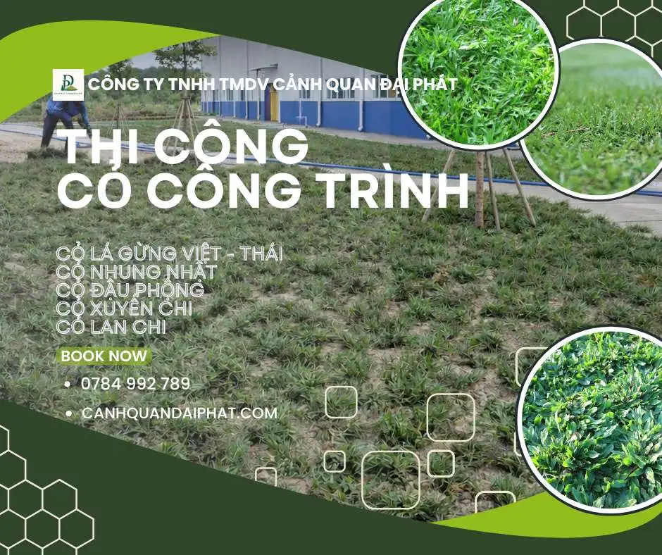thi công cỏ công trình nhà máy nhà xưởng Đồng Nai 3.webp