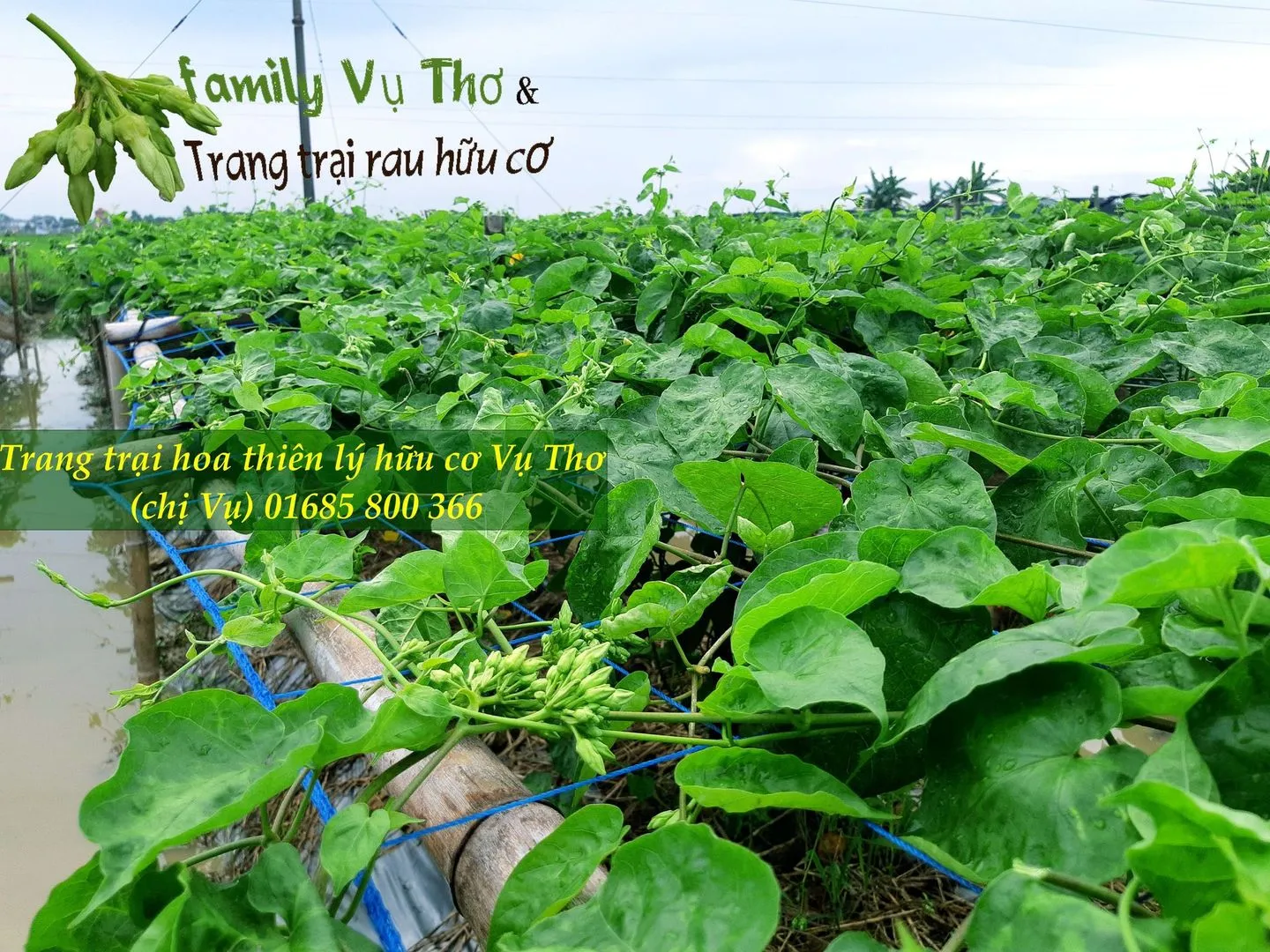 thiên lý 01685800366 (112).webp