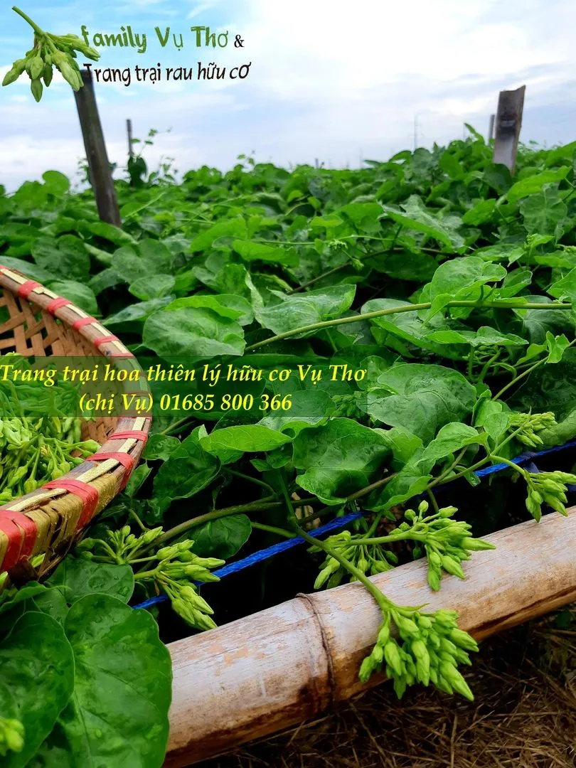 thiên lý 01685800366 (113).webp