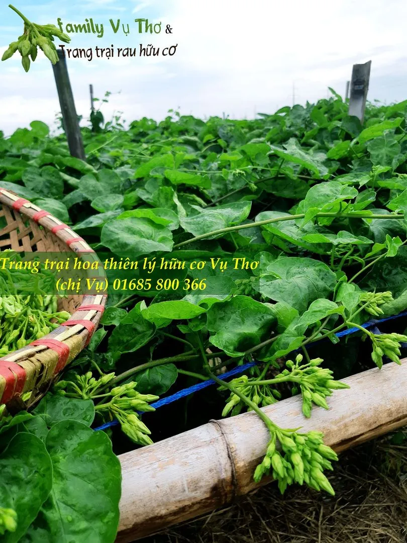 thiên lý 01685800366 (117).webp