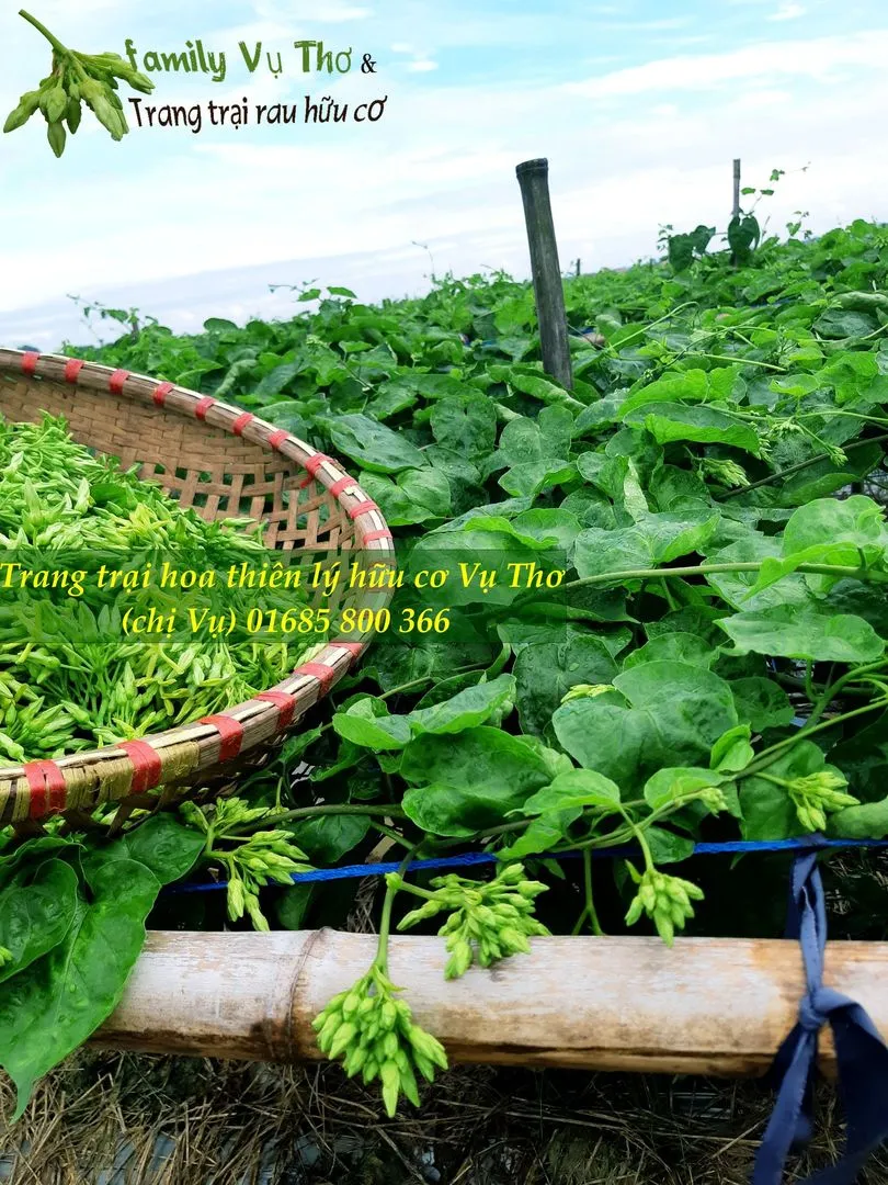 thiên lý 01685800366 (121).webp