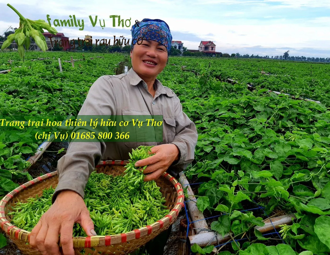 thiên lý 01685800366 (298).webp