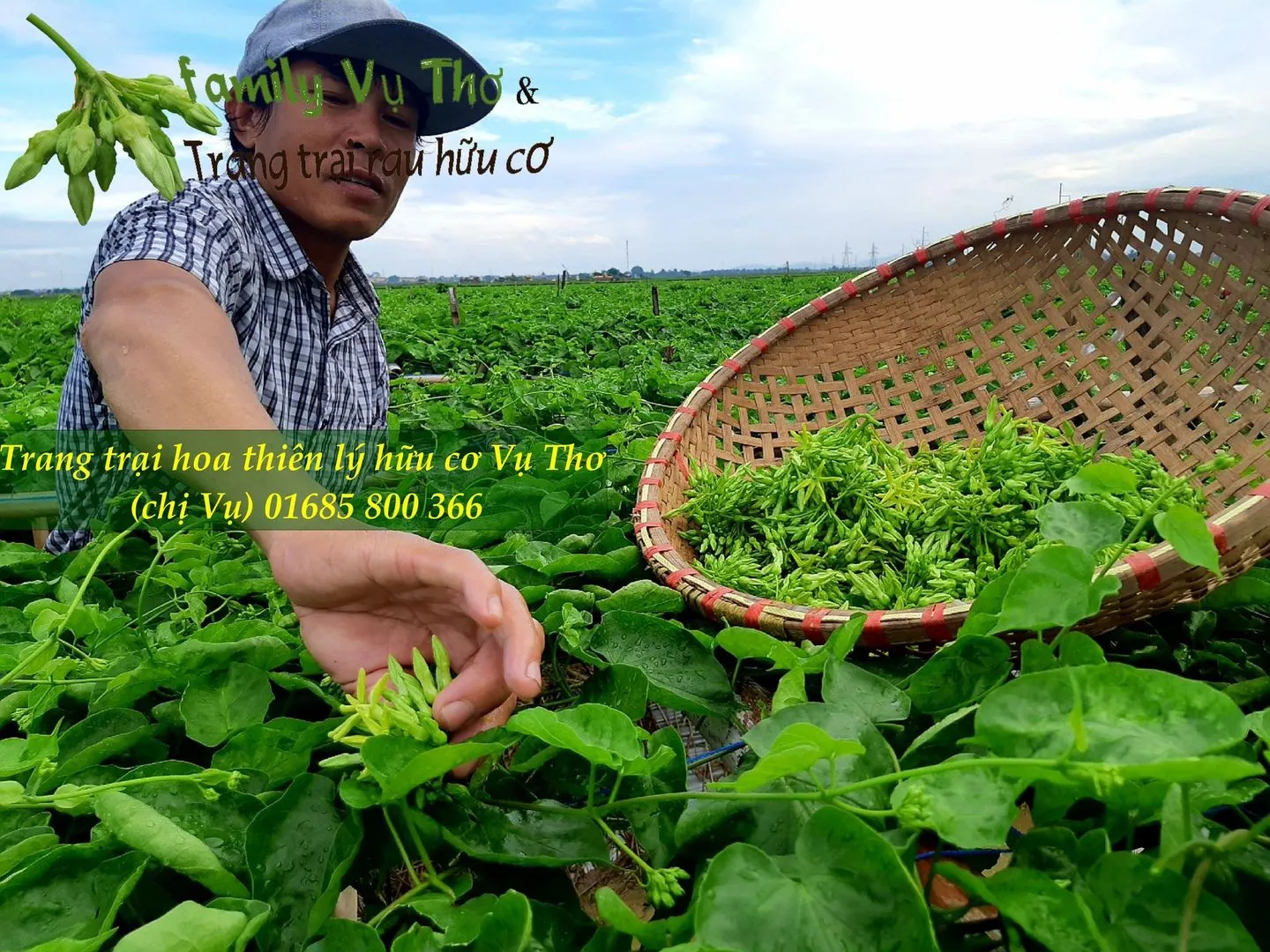 thiên lý 01685800366 (299).webp