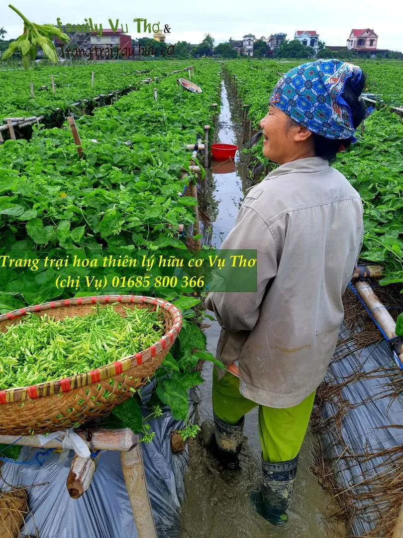 thiên lý 01685800366 (301).webp