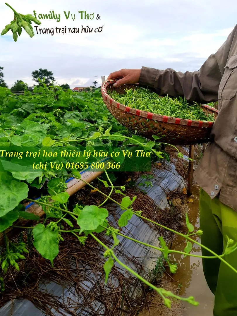 thiên lý 01685800366 (328).webp