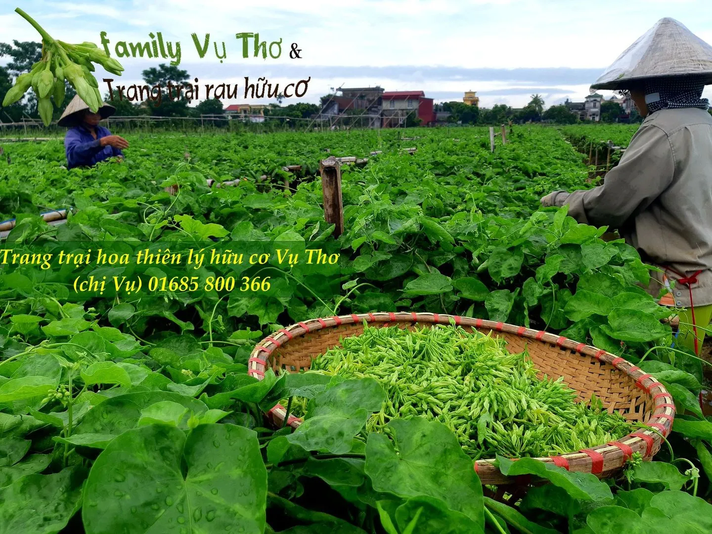 thiên lý 01685800366 (342).webp