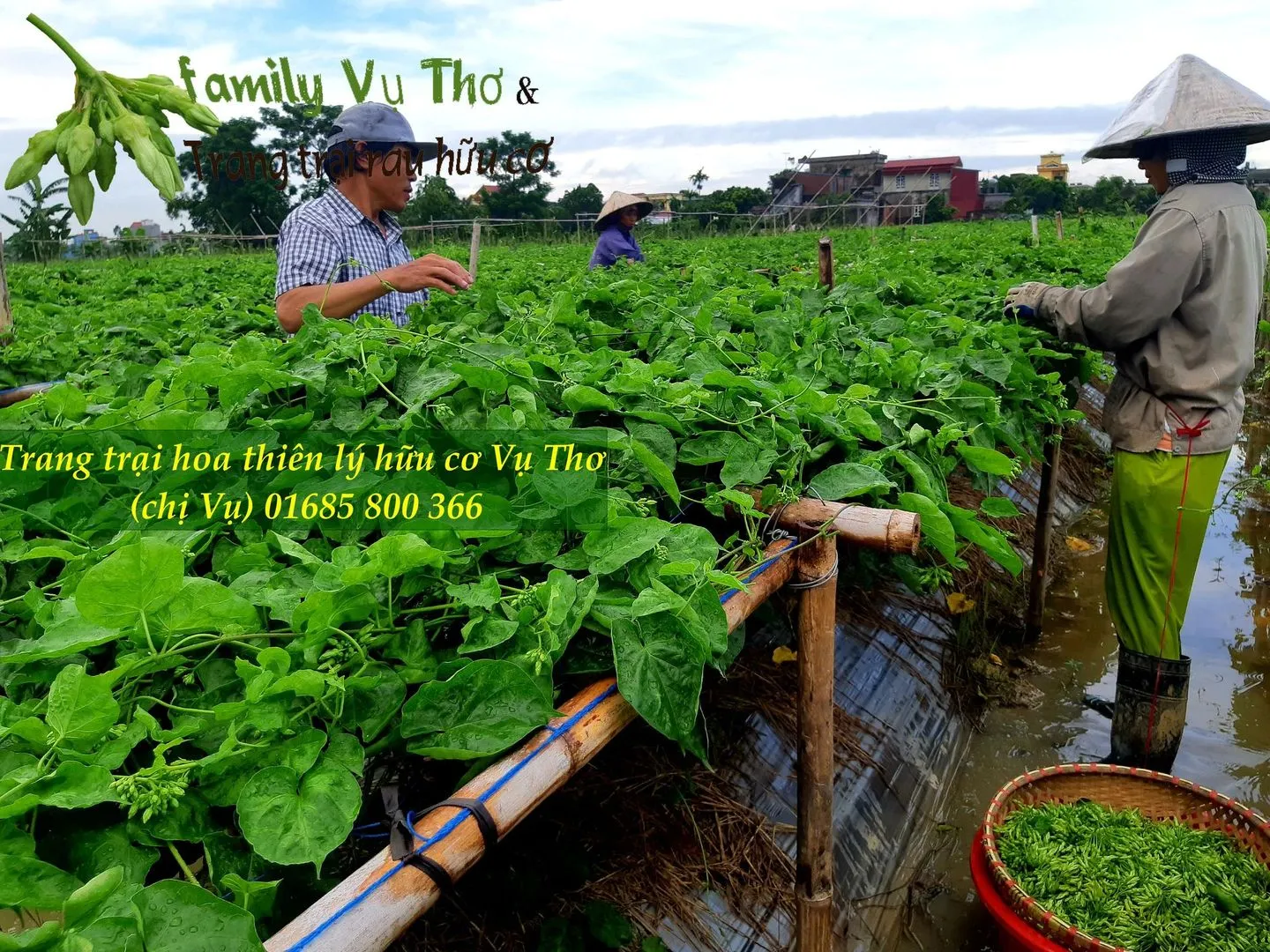 thiên lý 01685800366 (346).webp