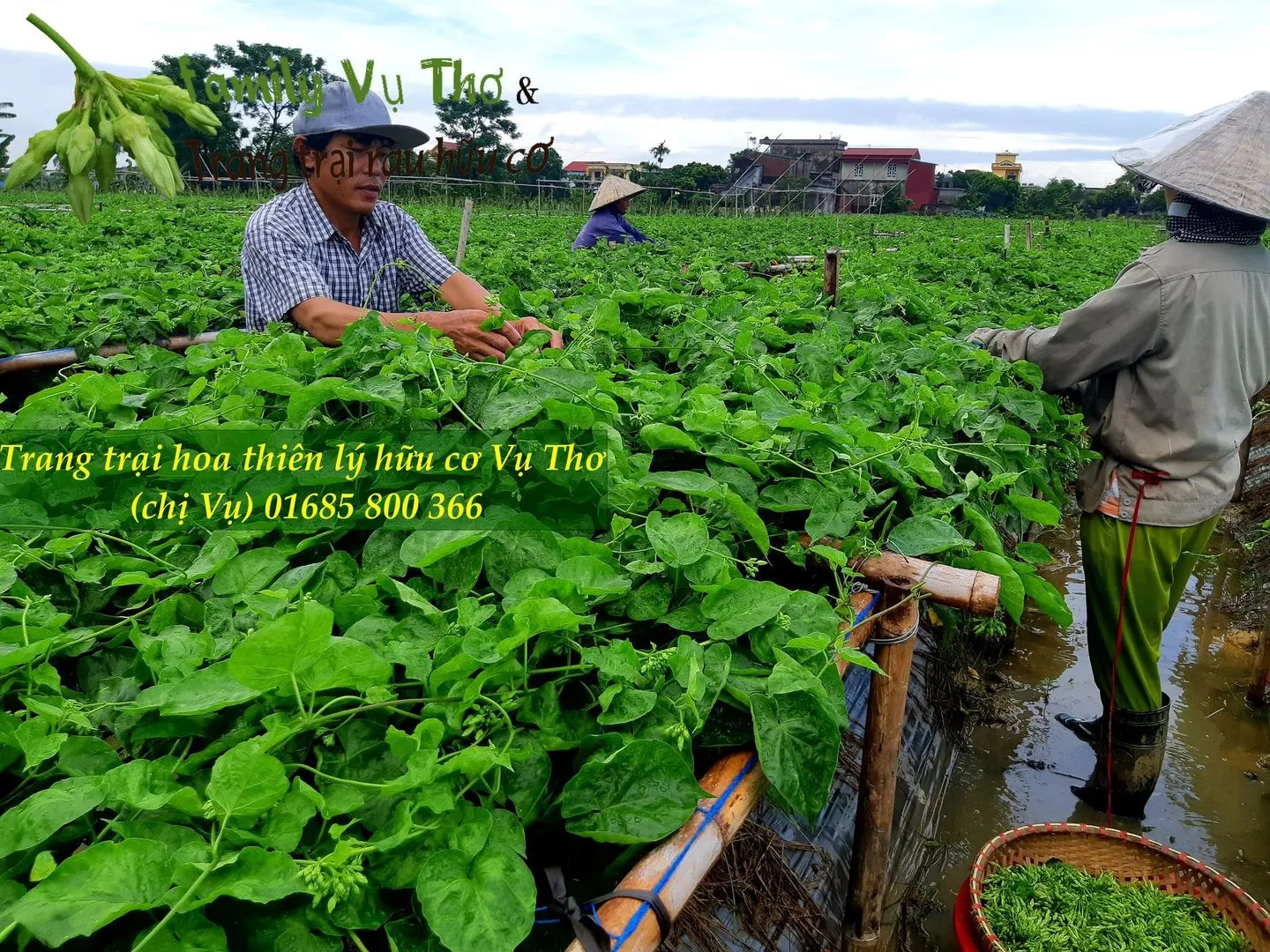 thiên lý 01685800366 (348).webp