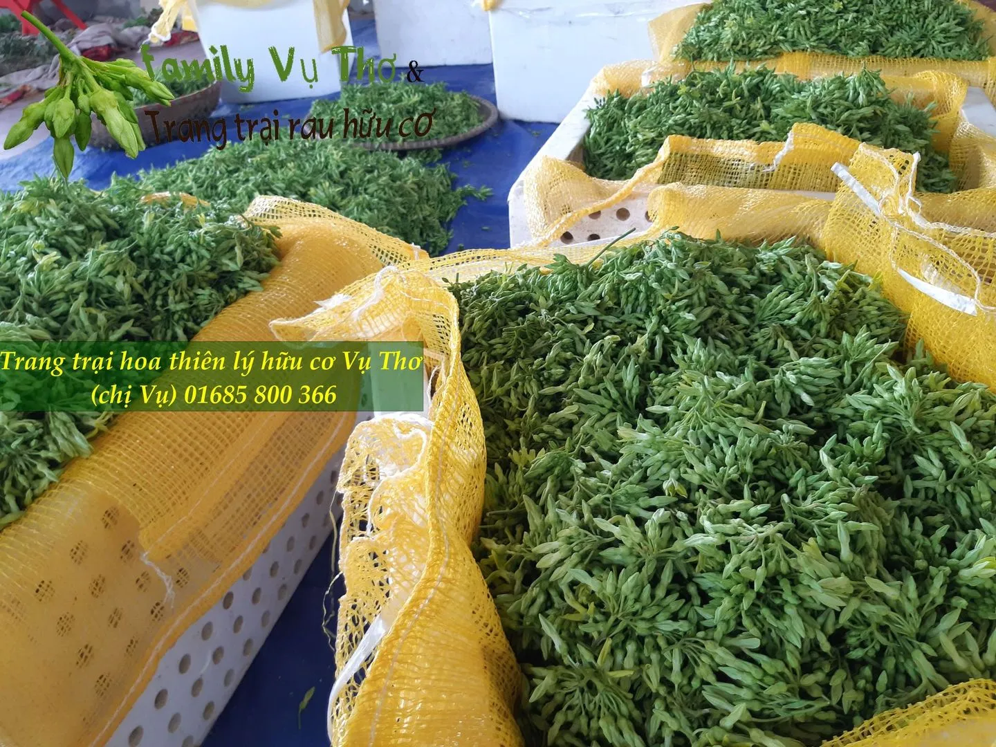 thiên lý sạch 01685800366 (100).webp