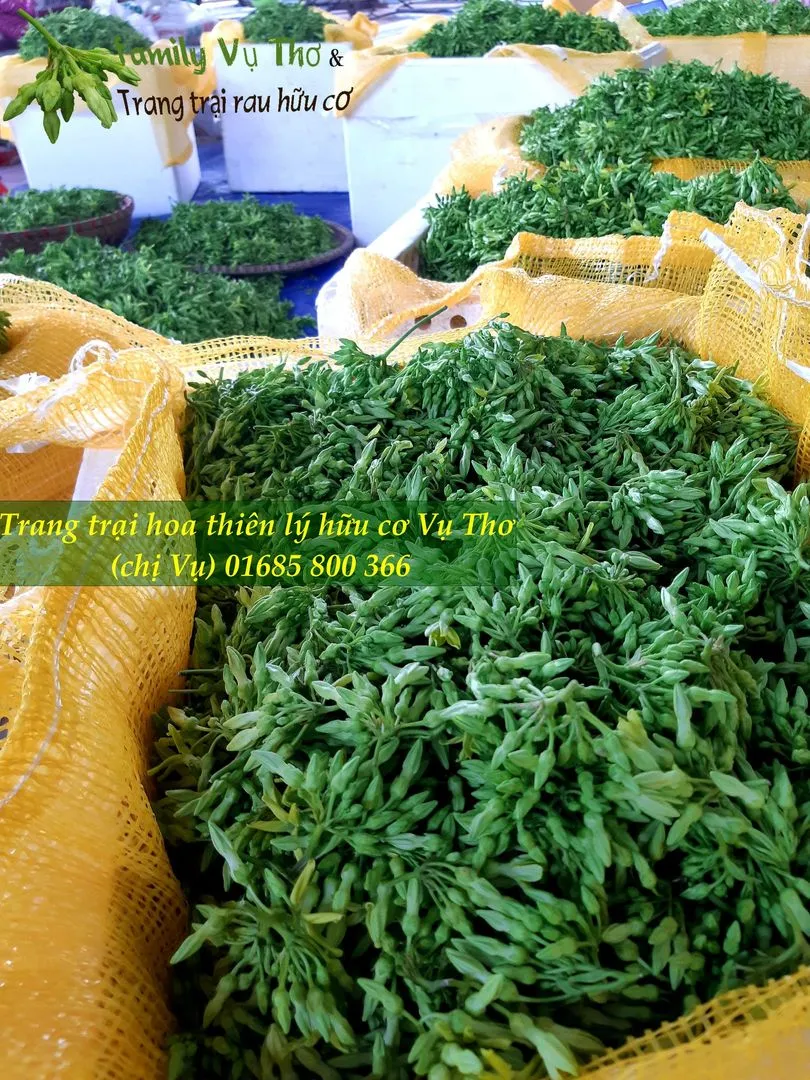 thiên lý sạch 01685800366 (115).webp