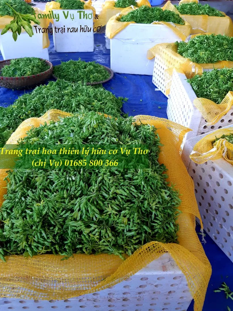 thiên lý sạch 01685800366 (118).webp