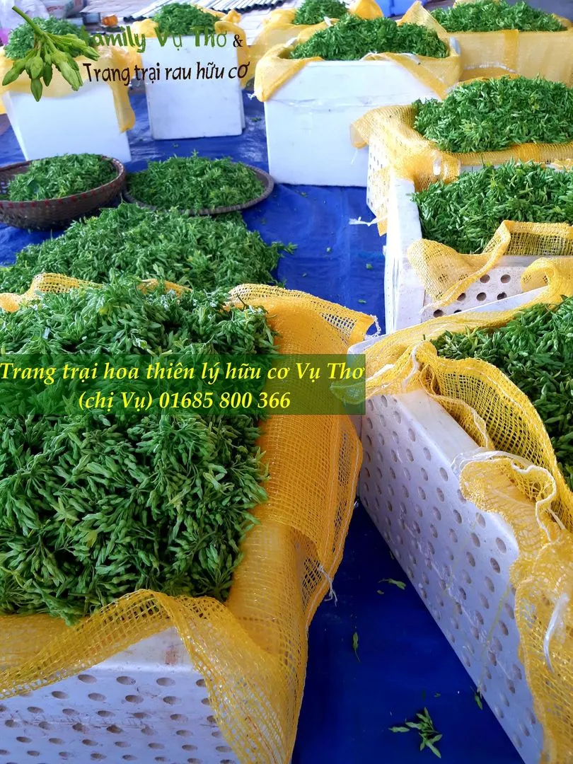 thiên lý sạch 01685800366 (119).webp