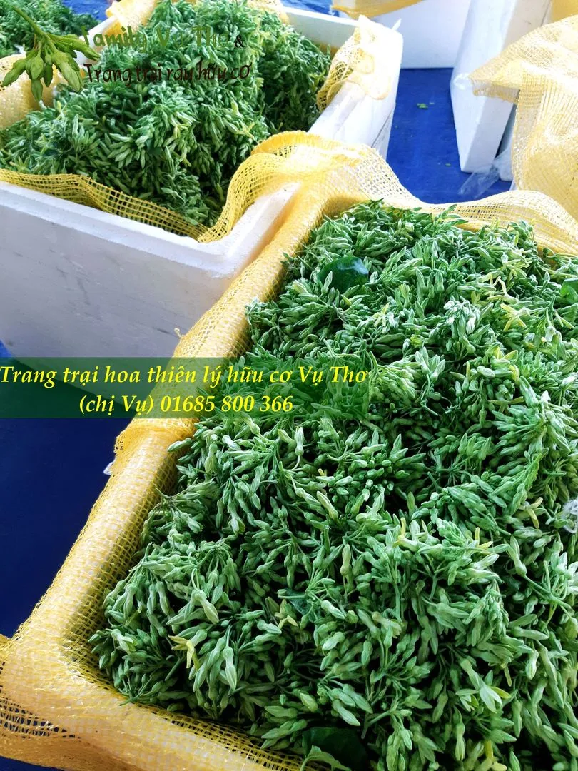 thiên lý sạch 01685800366 (127).webp