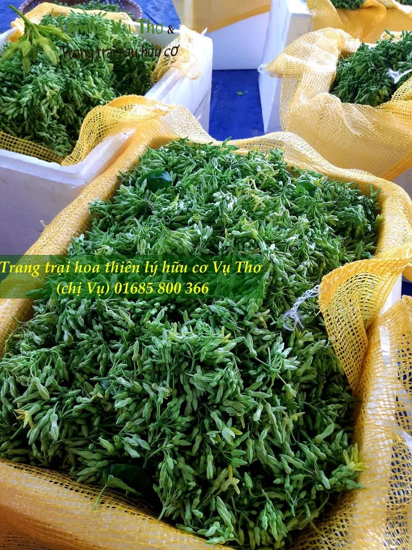 thiên lý sạch 01685800366 (129).webp