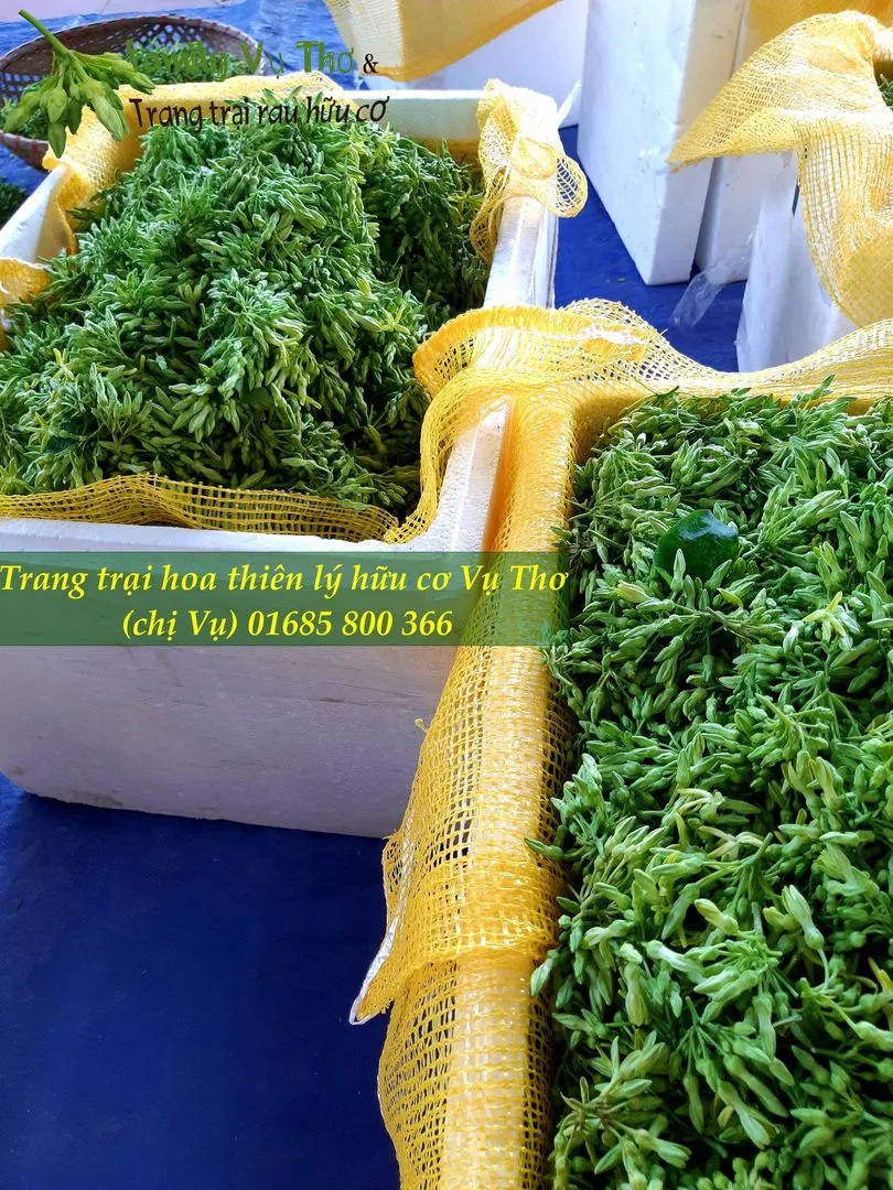 thiên lý sạch 01685800366 (130).webp