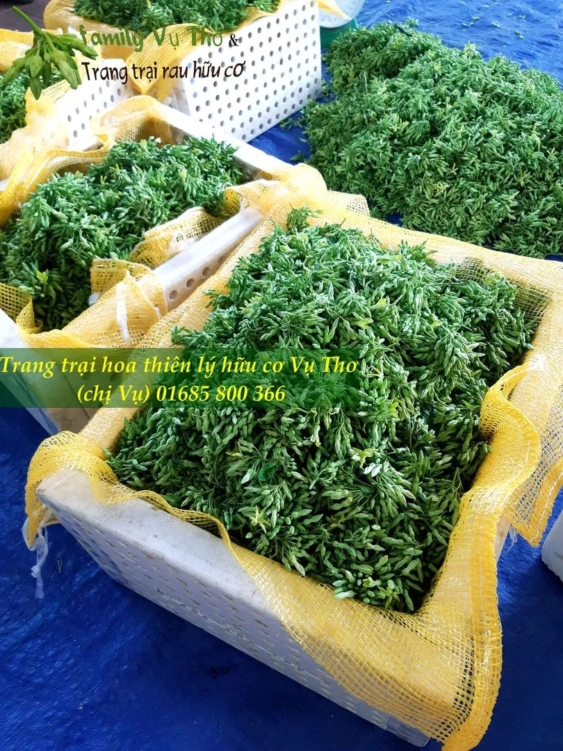 thiên lý sạch 01685800366 (133).webp