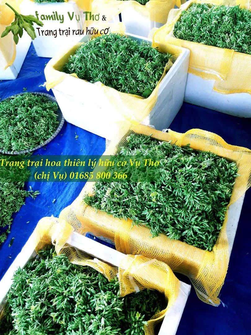 thiên lý sạch 01685800366 (144).webp