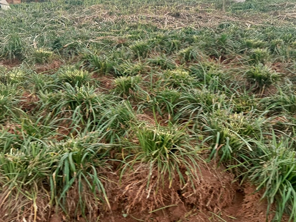 thu hoach cu mach mon.webp