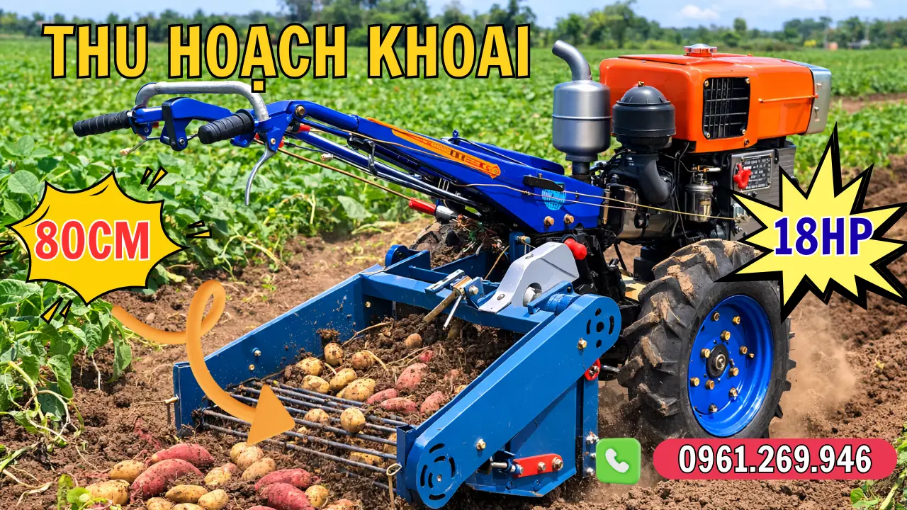 THU HOẠCH KHOAI.webp