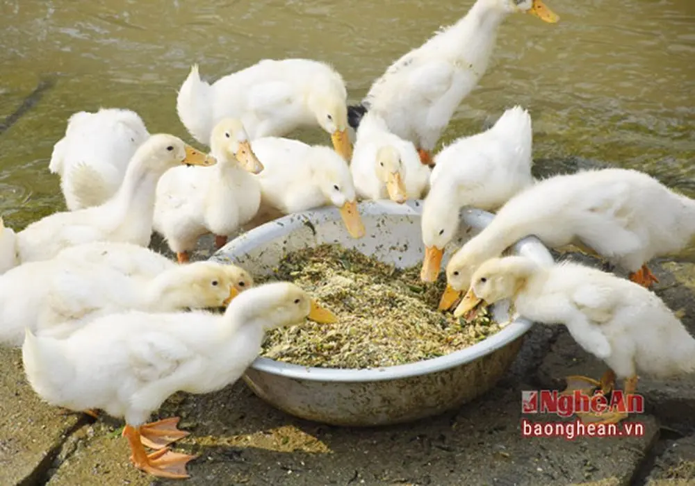 thức ăn cho vịt.webp