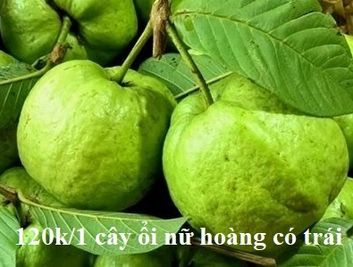 thumb_ban-cay-oi-nu-hoang-co-hoa-co-trai-tai-ho-chi-minh_cay-oi-nu-hoang-trong-chau-co-trai-10.webp