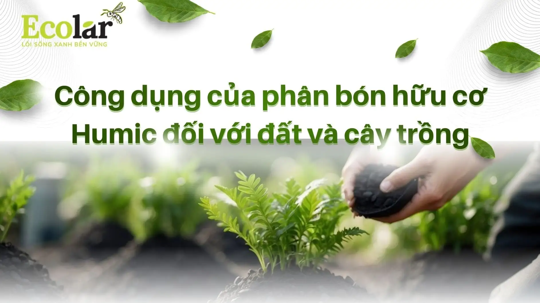 thumnail-cong-dung-phan-huu-co-humic_f2546b9c8bb241db85e1d7dc4cabf494.webp