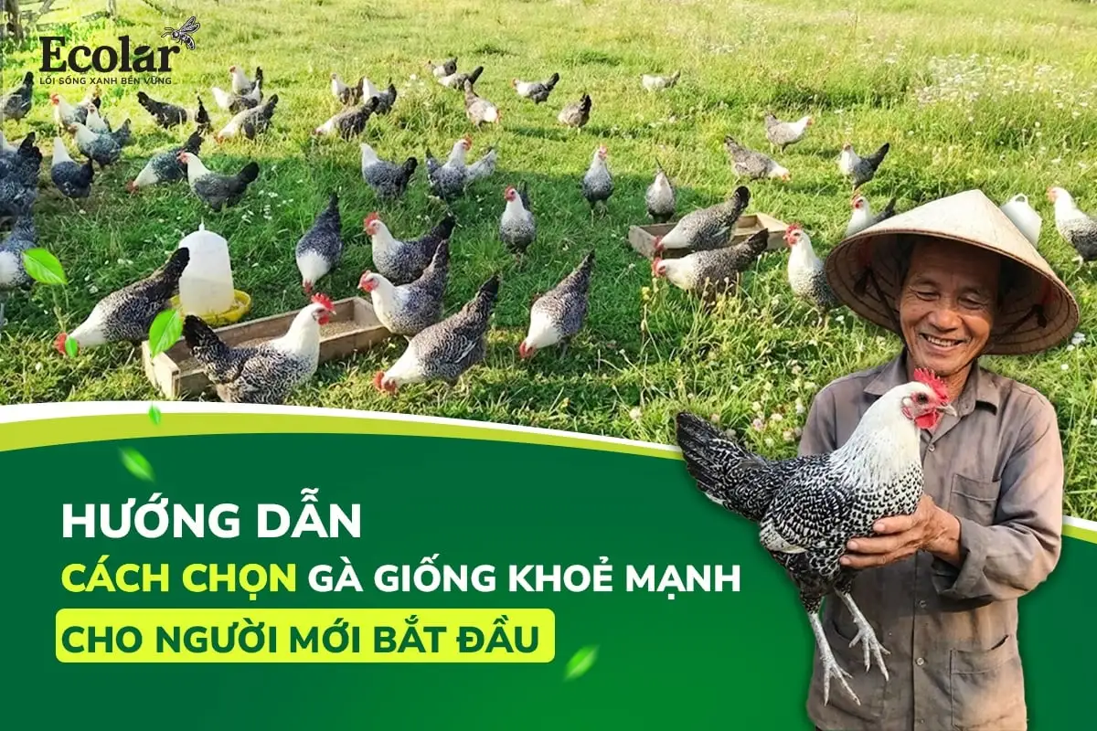 thumnail-huong-dan-cach-chon-ga-giong-khoe-manh-cho-nguoi-moi-bat-dau_26374776e328479facfa375...webp