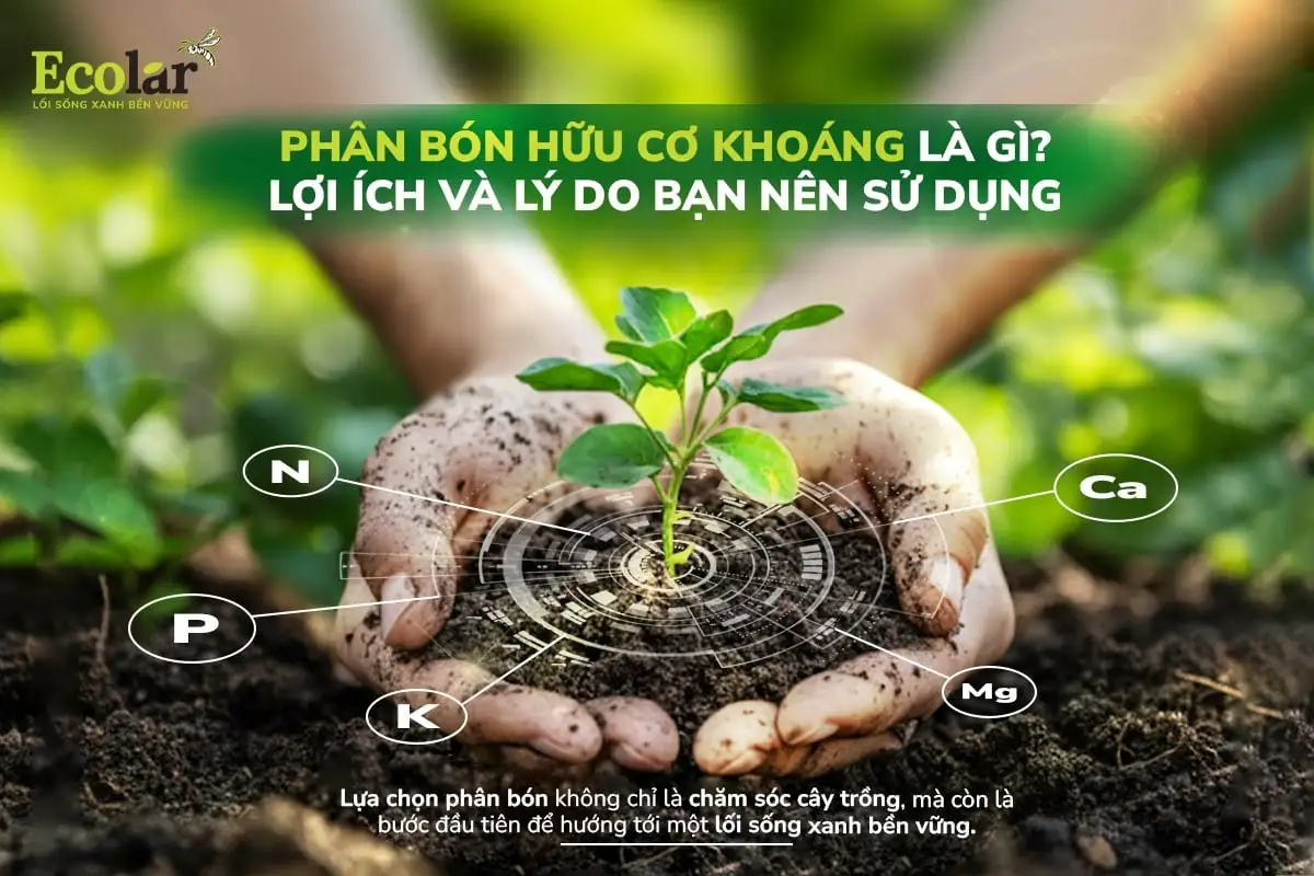 thumnail-phan-bon-huu-co-khoang-la-gi-loi-ich-va-ly-do-ban-nen-su-dung_b501e7da5ab242dd93281a...webp