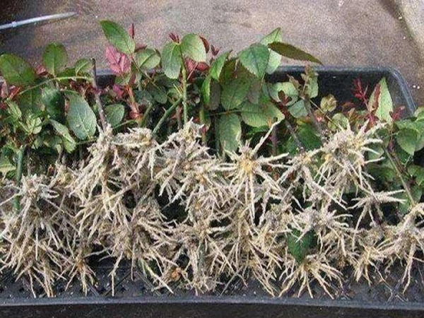 thuoc kich re trung quoc.webp