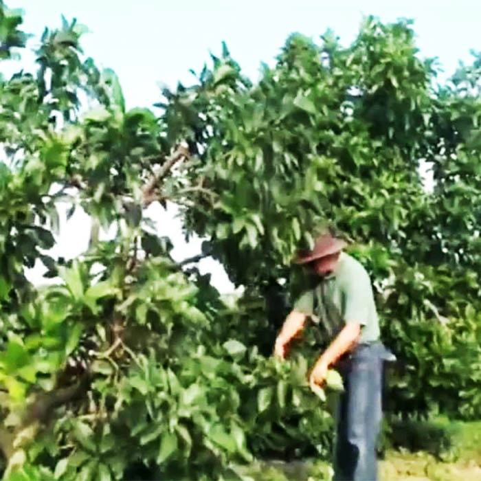 Tỉa Cành Tạo Tán Cho Cây Bơ Booth 7