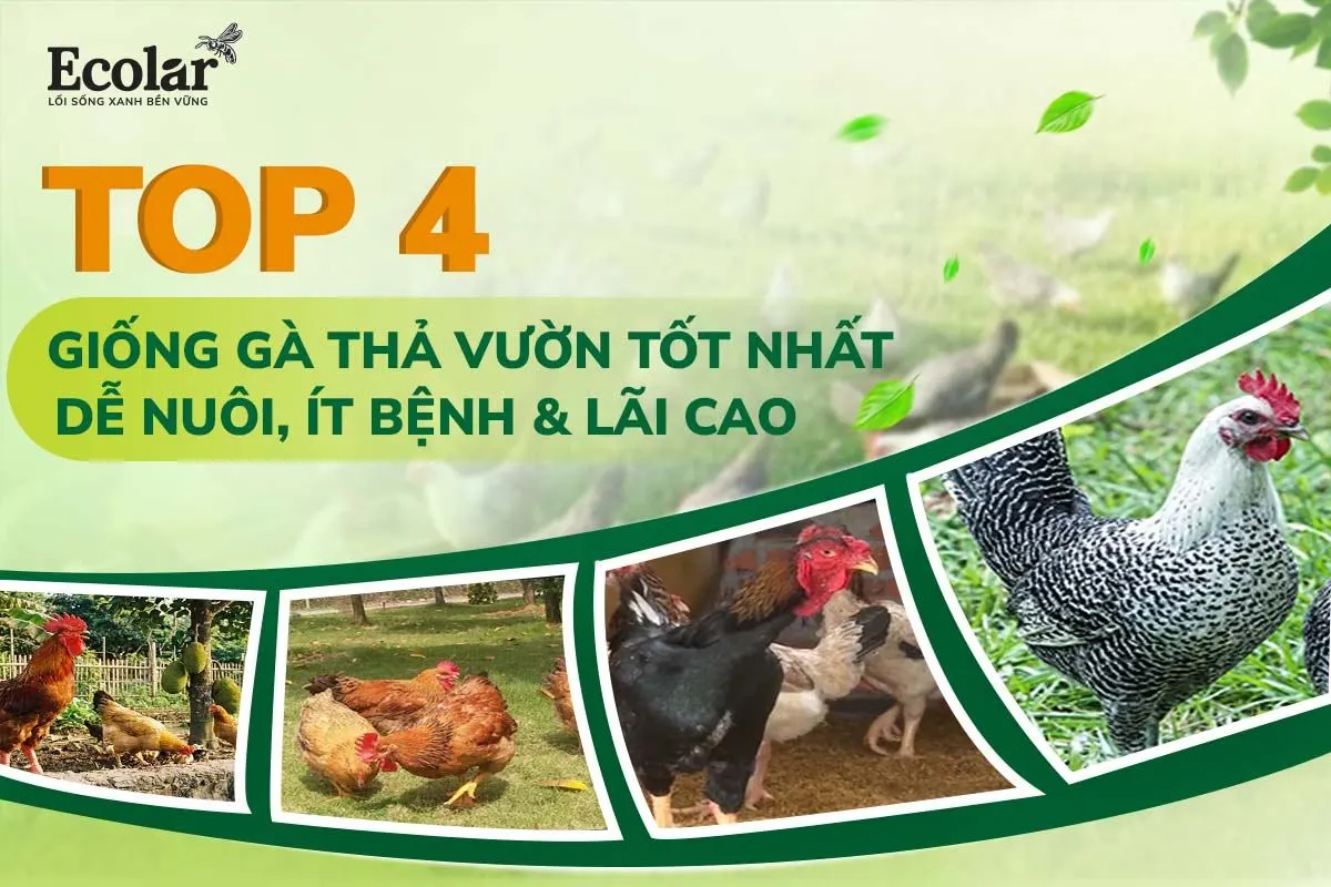 top-4-giong-ga-tha-vuon-tot-nhat-de-nuoi-it-benh-lai-cao_a751081ba1ed4ee8b15d10ba3d5e504e.webp