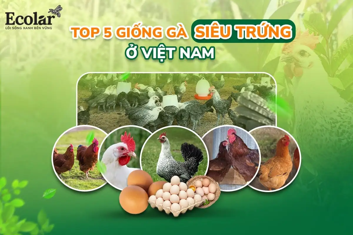 top-5-giong-ga-sieu-trung-o-viet-nam_744fb723bac64439a8a5f91fa4e9bef0.webp